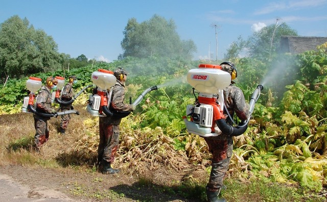Уничтожение борщевика и онкология